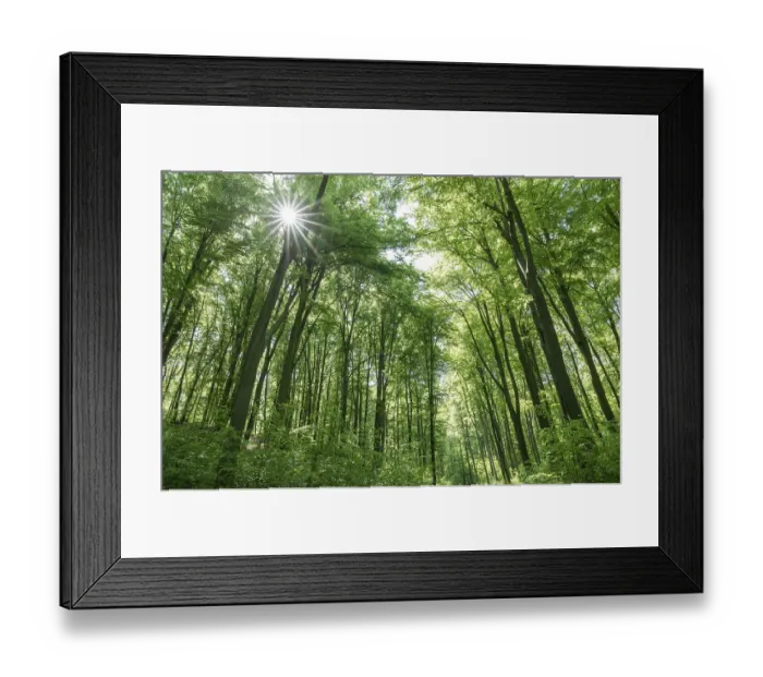 Framed Print : European beech forest, common beeches (Fagus sylvatica) in spring Framed Print : European beech forest, common beeches (Fagus sylvatica) in spring
