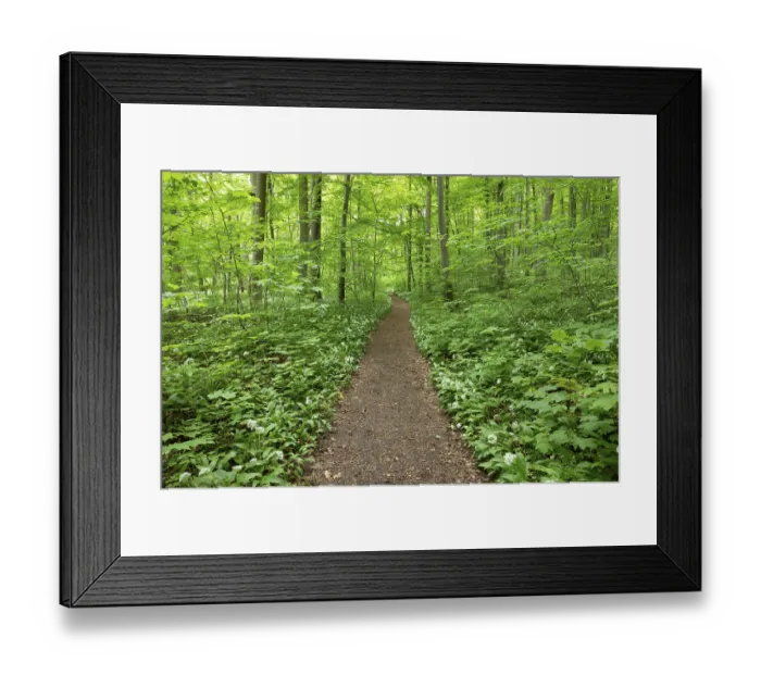 Framed Print : Path through deciduous forest in spring