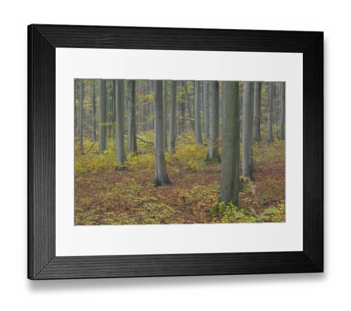 Framed Print : Near-natural deciduous forest in autumn with colourful leaves