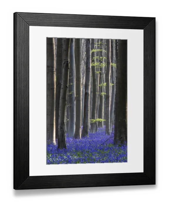 Framed Print : Blue flowering bluebells (Hyacinthoides non-scripta) in the copper beech (Fagus sylvatica) forest