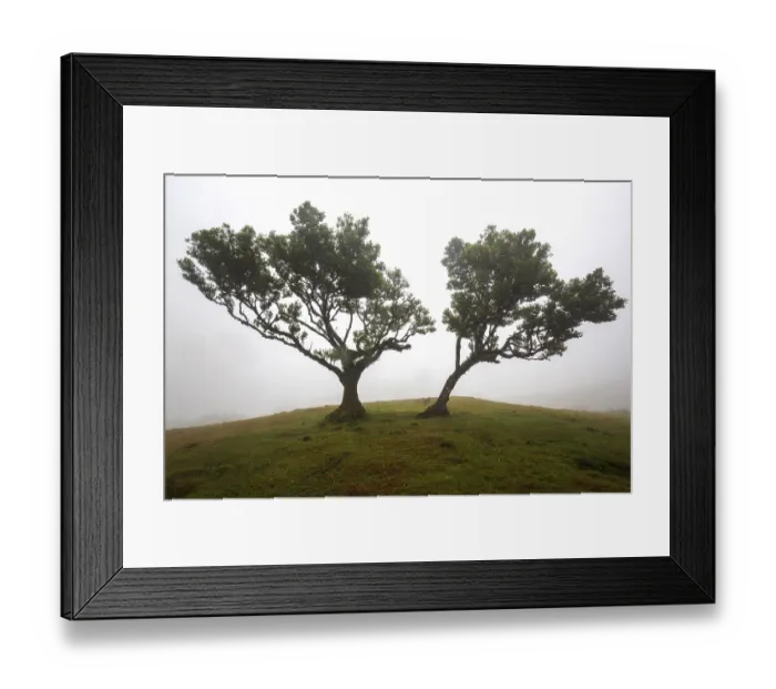 Framed Print : Laurel trees overgrown with moss and plants in the mist