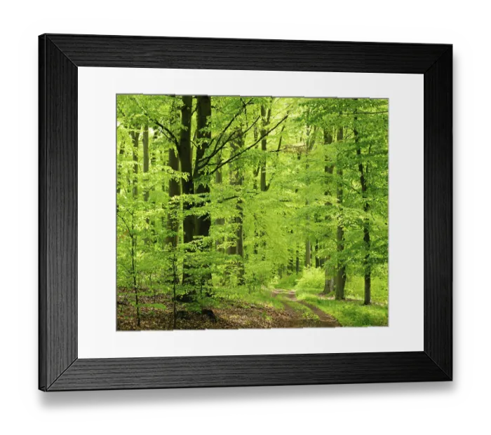 Framed Print : Hiking trail through near-natural sunny beech forest in spring