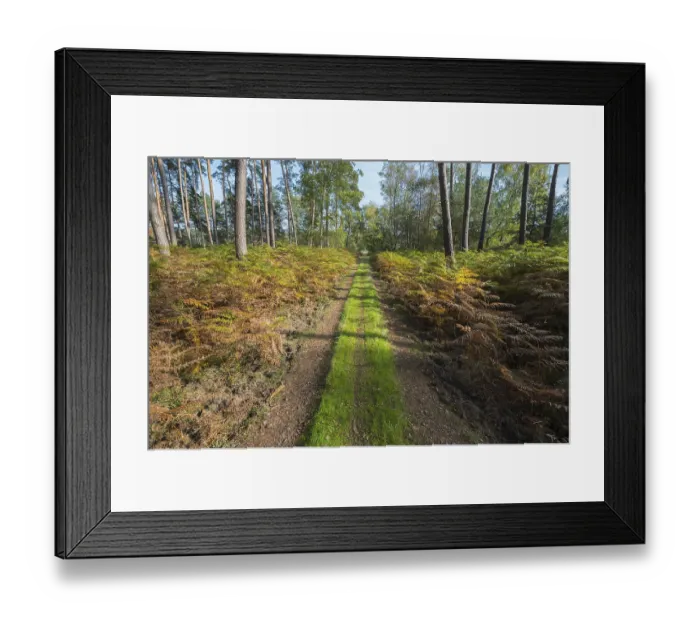 Framed Print : Footpath in pine forest, Nature Reserve Framed Print : Footpath in pine forest, Nature Reserve