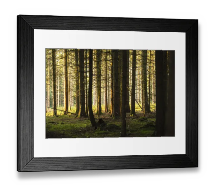 Framed Print : Autumn Forest, Morning, Black Forest Framed Print : Autumn Forest, Morning, Black Forest