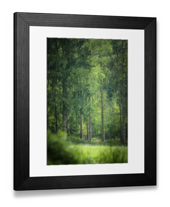 Framed Print : Mixed forest, green, shining in morning sunlight