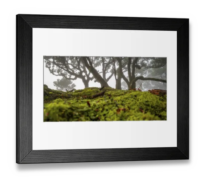 Framed Print : Laurel trees overgrown with moss and plants in the mist