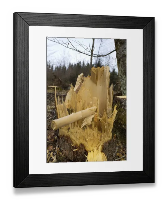 Framed Print : Tree felled by a storm, close-up