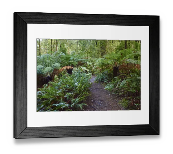 Framed Print : Hiking way through the forest with tree ferns (Cyatheales)