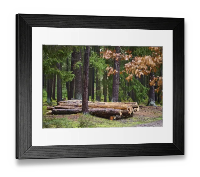 Framed Print : Tree trunks of cut down timber in the forest