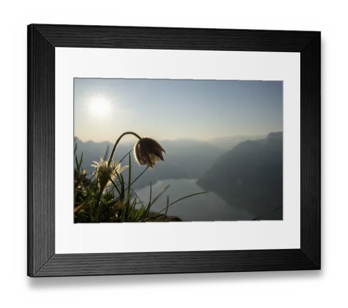 Framed Print : Alpine pasqueflower (Pulsatilla alpina) with the Bernese Alps in the background Framed Print : Alpine pasqueflower (Pulsatilla alpina) with the Bernese Alps in the background