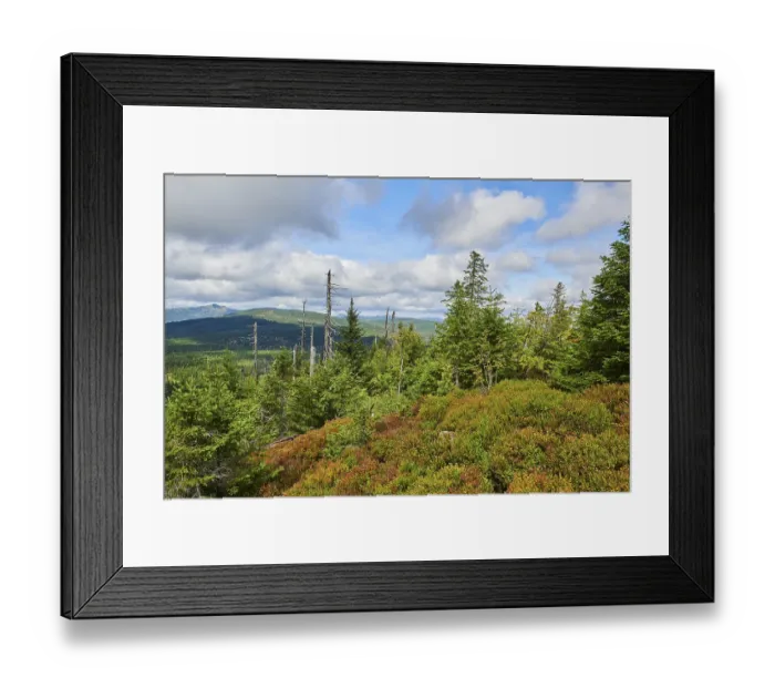 Framed Print : Vegetation with Norway spruce (Picea abies) and colored European blueberry (Vaccinium myrtillus) Framed Print : Vegetation with Norway spruce (Picea abies) and colored European blueberry (Vaccinium myrtillus)