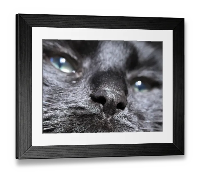 Framed Print : Nose of a black felidae (Felis catus)