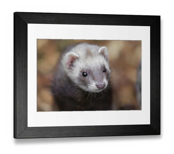 Framed Print : Portrait of a young ferret (Mustela putorius furo)
