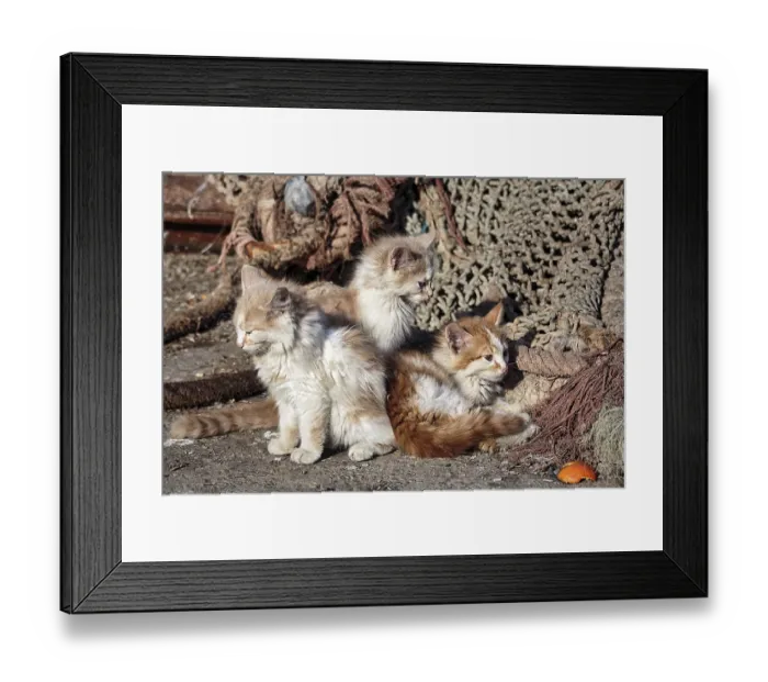 Framed Print : Three kittens, strays sitting in front of fishing nets in the harbour Framed Print : Three kittens, strays sitting in front of fishing nets in the harbour