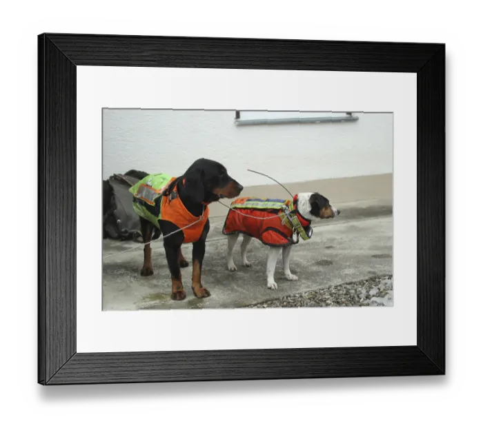 Framed Print : Hunting dogs with safety waistcoats in front of the start of the hunt for wild boars (Sus scrofa) Framed Print : Hunting dogs with safety waistcoats in front of the start of the hunt for wild boars (Sus scrofa)
