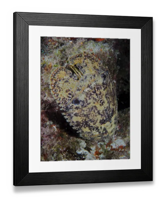 Framed Print : Camouflage-coloured marine creature with detailed texture and patterning