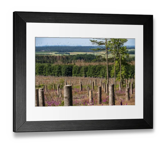 Framed Print : Cleared forest in the Eggegebirge Framed Print : Cleared forest in the Eggegebirge