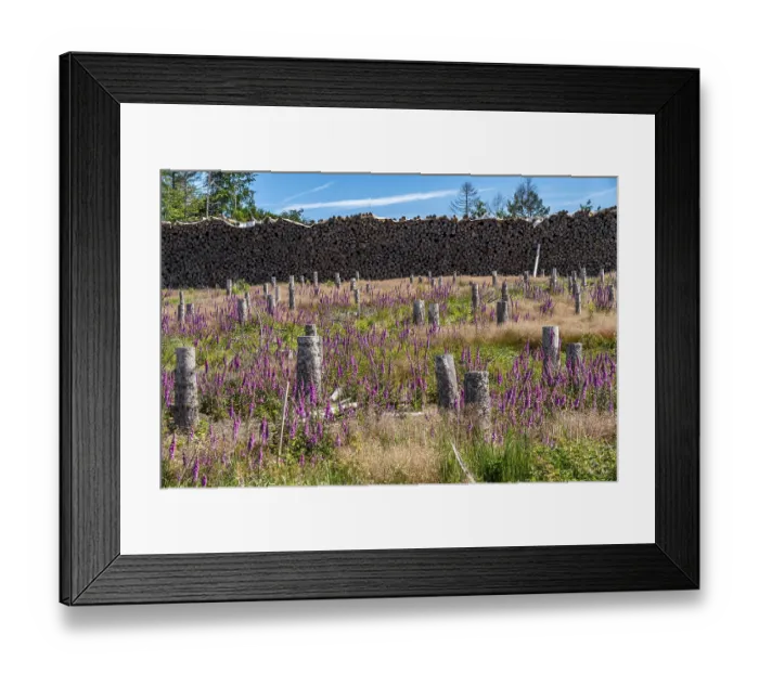 Framed Print : Cleared forest in the Eggegebirge