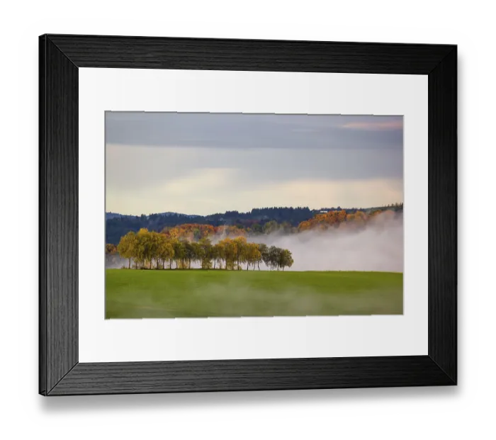 Framed Print : Trees and forests in the early morning mist