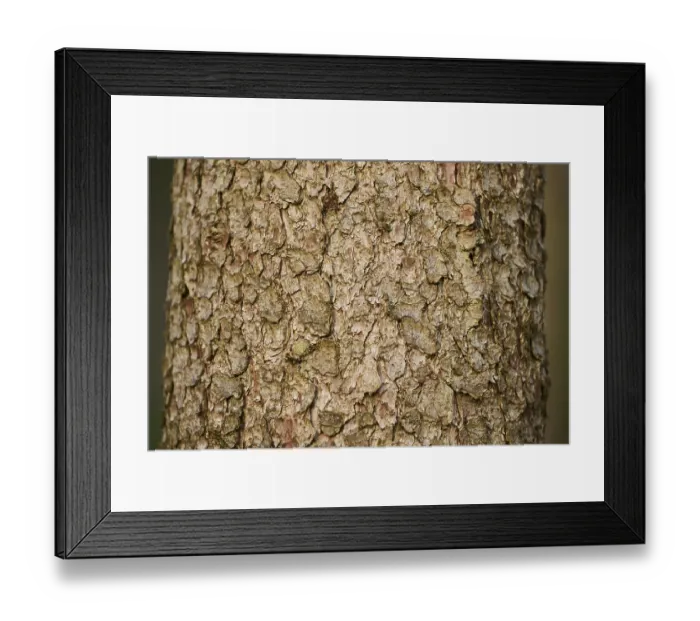 Framed Print : Norway spruce (Picea abies) tree trunk