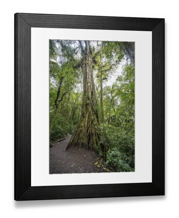 Framed Print : Strangler fig, dense vegetation in the rainforest