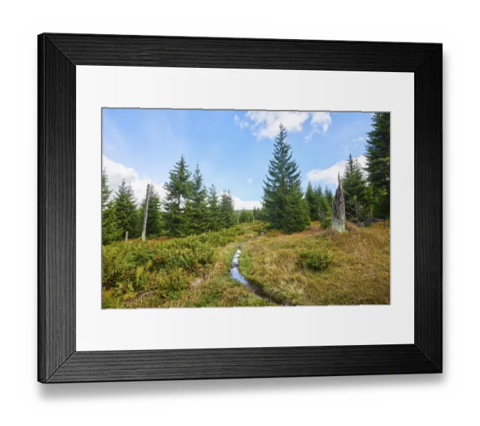Framed Print : Vegetation with Norway spruce (Picea abies)