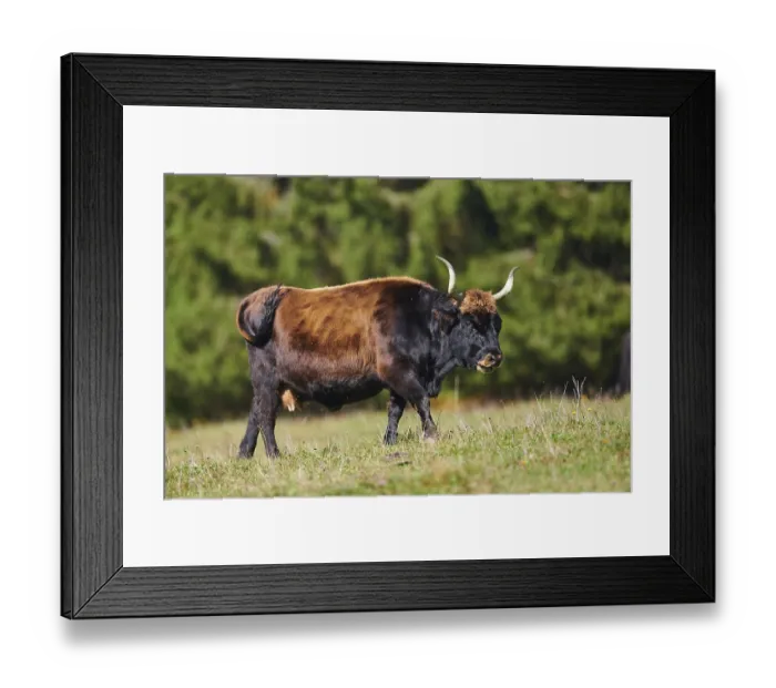 Framed Print : Aurochs (Bos primigenius) standing on a meadow in autumn Framed Print : Aurochs (Bos primigenius) standing on a meadow in autumn
