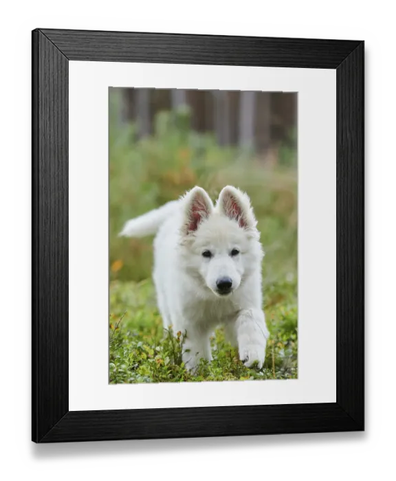 Framed Print : White Swiss Shepherd Dog (Berger Blanc Suisse) puppy