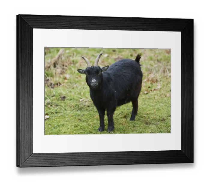 Framed Print : Goat (Capra hircus) on a meadow