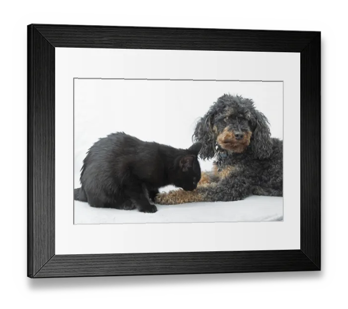 Framed Print : Black cat licking the leg of a small poodle