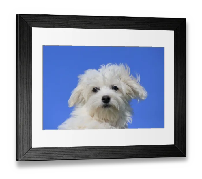 Framed Print : Maltese domestic dog (Canis lupus familiaris)