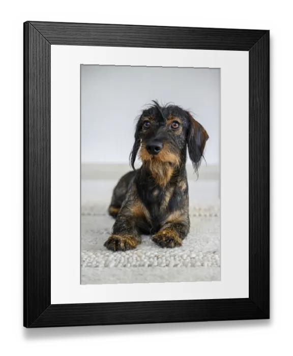 Framed Print : Rough-haired dachshund, male, 3 years old