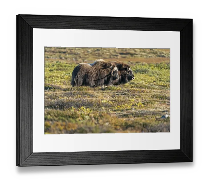 Framed Print : Two musk oxen (Ovibos moschatus)