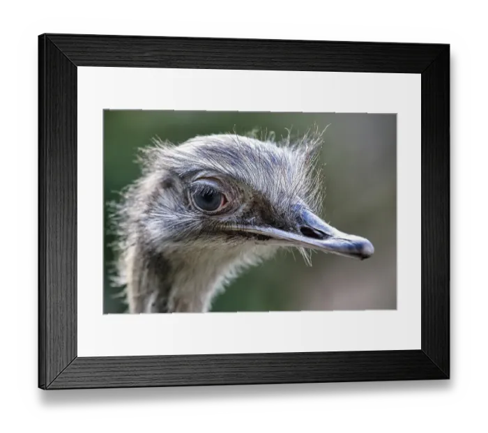 Framed Print : Greater rhea (Rhea americana), close-up Framed Print : Greater rhea (Rhea americana), close-up