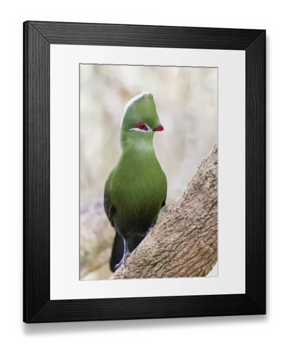 Framed Print : Helmturako, (Tauraco corythaix) Framed Print : Helmturako, (Tauraco corythaix)