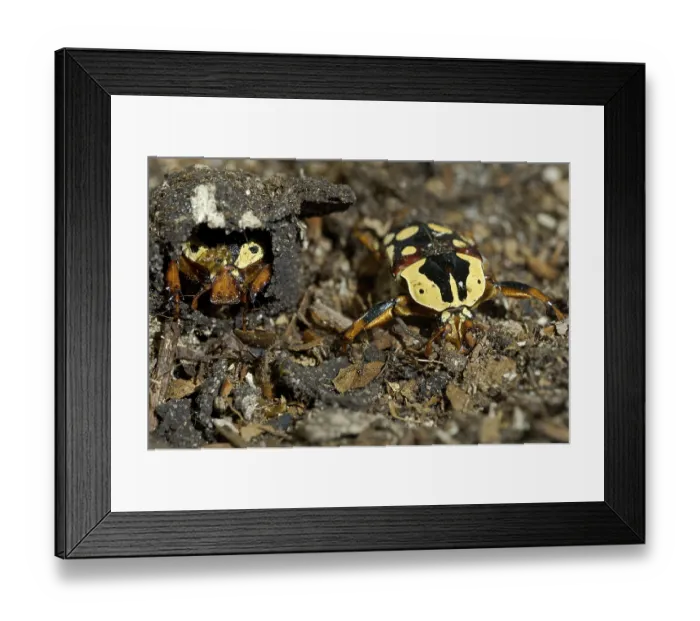 Framed Print : African Rose Beetles (Cheirolasia burkei) in a cocoon and newly hatched Framed Print : African Rose Beetles (Cheirolasia burkei) in a cocoon and newly hatched