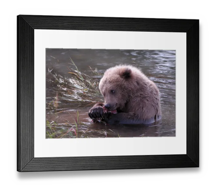 Framed Print : Grizzly bear (Ursus arctos horribilis)
