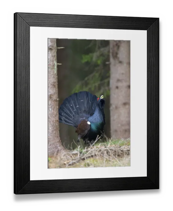 Framed Print : Wood Grouse (Tetrao urogallus) performing courtship display Framed Print : Wood Grouse (Tetrao urogallus) performing courtship display