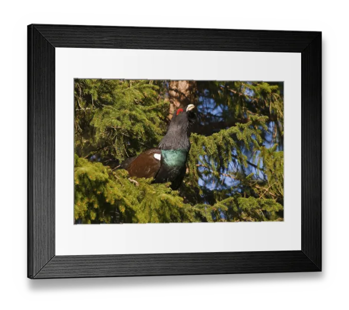 Framed Print : Wood Grouse (Tetrao urogallus) performing courtship display on a tree