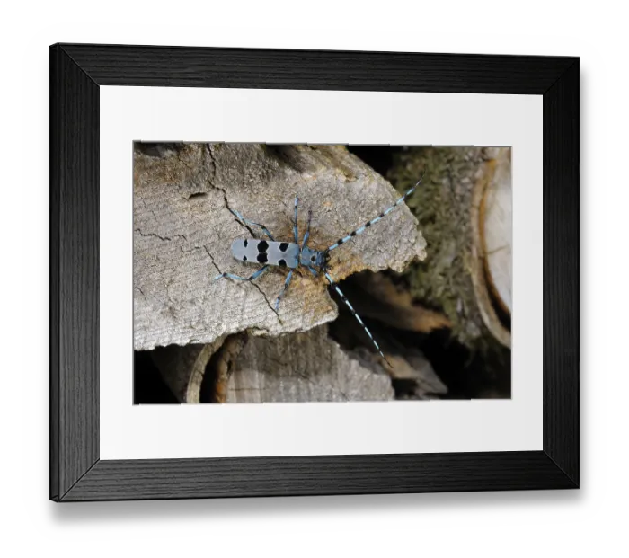 Framed Print : Rosalia Longicorn (Rosalia alpina)