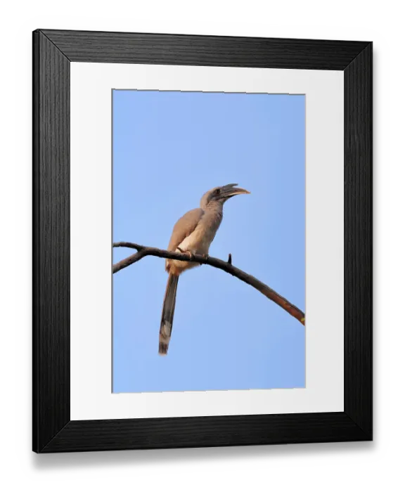 Framed Print : Indian Grey Hornbill (Ocyceros birostris) Framed Print : Indian Grey Hornbill (Ocyceros birostris)