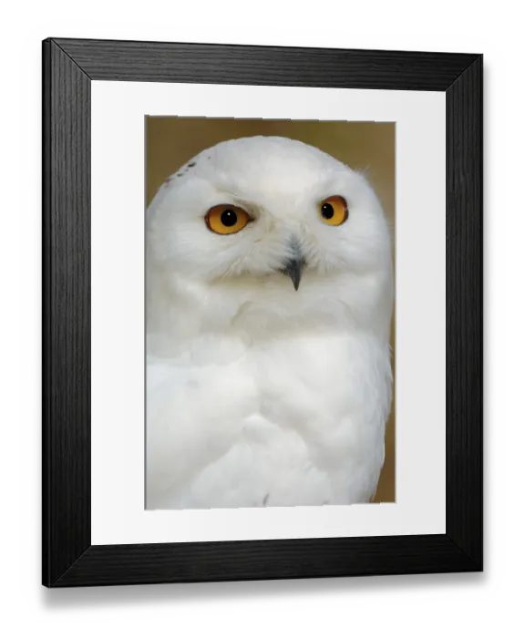 Framed Print : Snowy owl (Bubo scandiacus, Bubo scandiaca) Framed Print : Snowy owl (Bubo scandiacus, Bubo scandiaca)