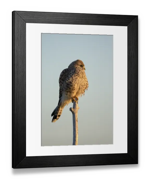 Framed Print : Common kestrel (Falco tinnunculus)