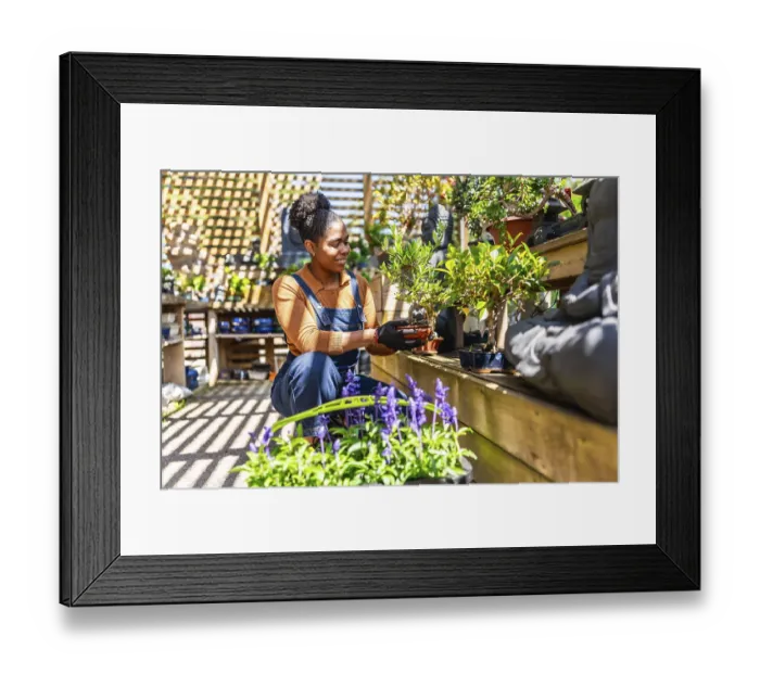 Framed Print : Gardener carefully holding a bonsai tree while working in a plant nursery Framed Print : Gardener carefully holding a bonsai tree while working in a plant nursery
