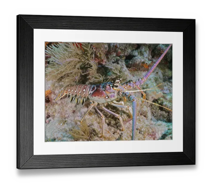 Framed Print : A colourful Caribbean spiny crayfish (Panulirus argus) between corals on the seabed
