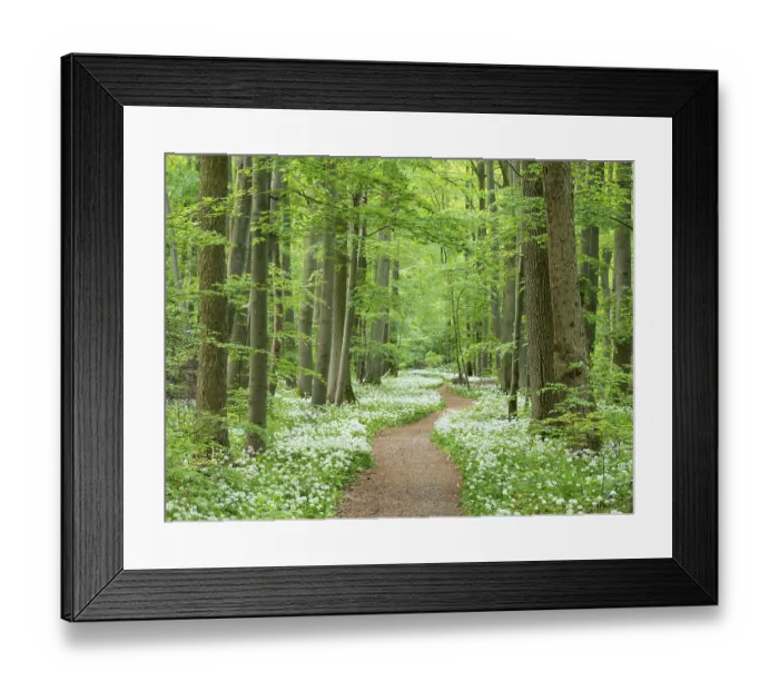 Framed Print : Hiking trail through the ramson (Allium ursinum) in the beech forest
