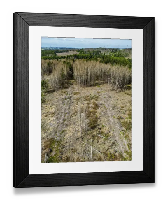 Framed Print : Cleared forest in the Eggegebirge