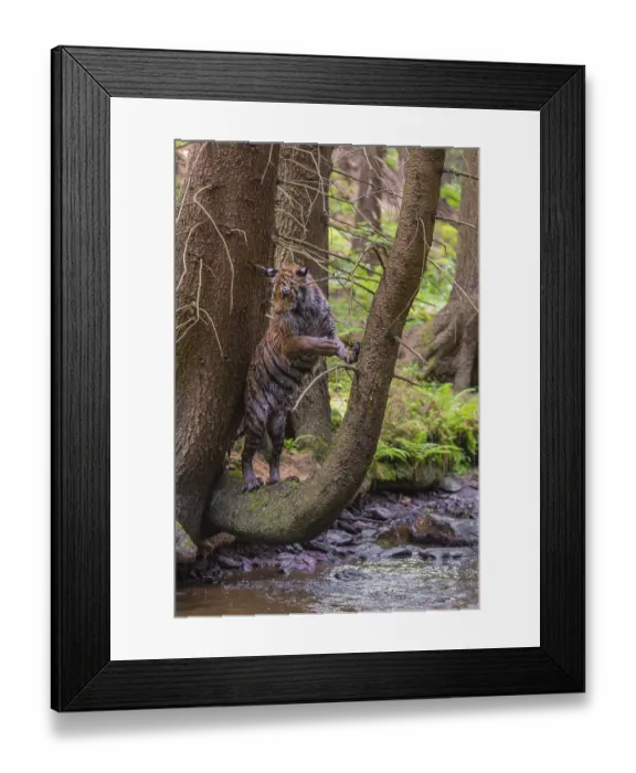 Framed Print : One young female Siberian Tiger