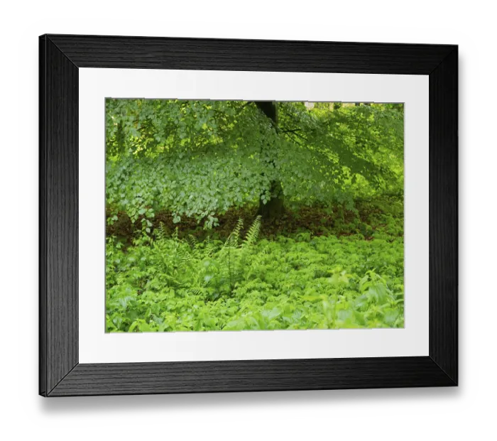 Framed Print : Beech Tree (Fagus slyvatica), in woodland surrounded by fresh undergrowth greenery in springtime