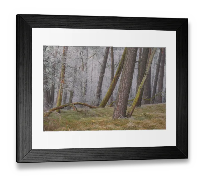 Framed Print : View of spruces frozen with hoarfrost in the forest